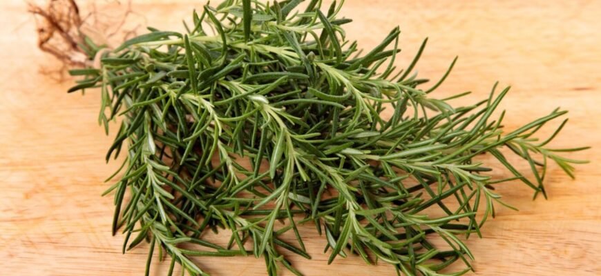 Чи корисний розмарин? Відкрийте секрети його користі для здоров’я Чи корисний розмарин? Відкрийте секрети його користі для здоров’я