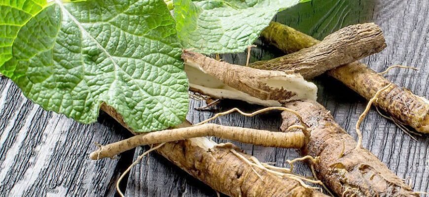 Корінь лопуха користь: відкрийте цілющі властивості для здоров’я Корінь лопуха користь: відкрийте цілющі властивості для здоров’я