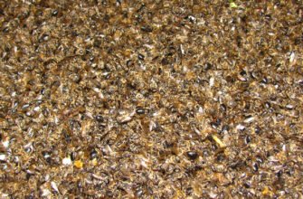 Що лікує бджолиний підмор: ефективні способи використання в медицині Що лікує бджолиний підмор: ефективні способи використання в медицині