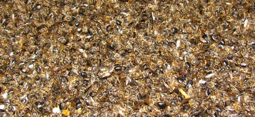 Що лікує бджолиний підмор: ефективні способи використання в медицині Що лікує бджолиний підмор: ефективні способи використання в медицині