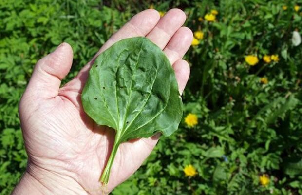 Лікувальні властивості подорожника: що лікує ця унікальна рослина?