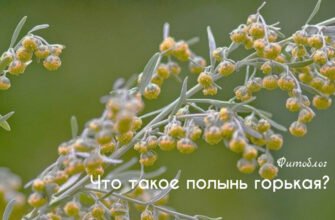 Полинь користь і шкода: що потрібно знати для здоров’я?