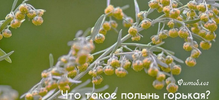 Полинь користь і шкода: що потрібно знати для здоров’я?