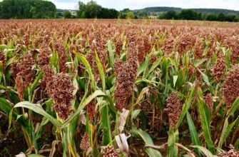 У чому різниця між просом та сорго: порівняння зернових культур