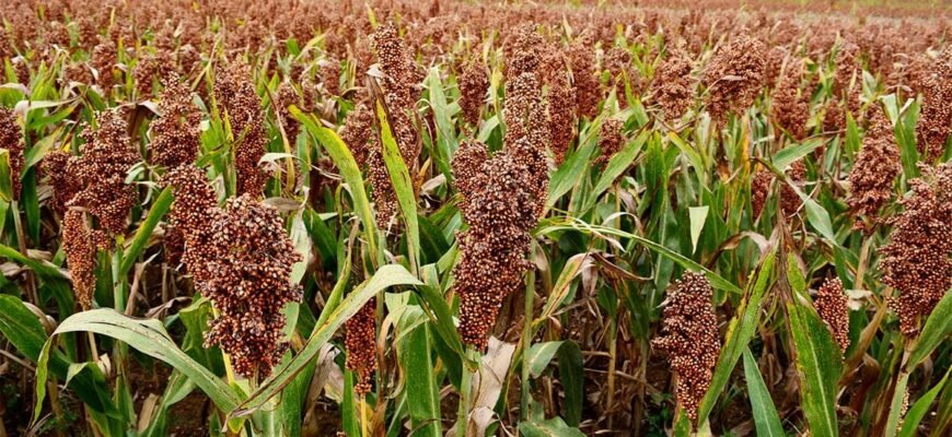 У чому різниця між просом та сорго: порівняння зернових культур