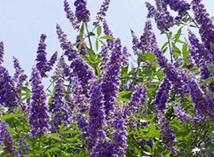 “Прутняк звичайний: користь і шкода для здоров’я, що важливо знати” “Прутняк звичайний: користь і шкода для здоров’я, що важливо знати”