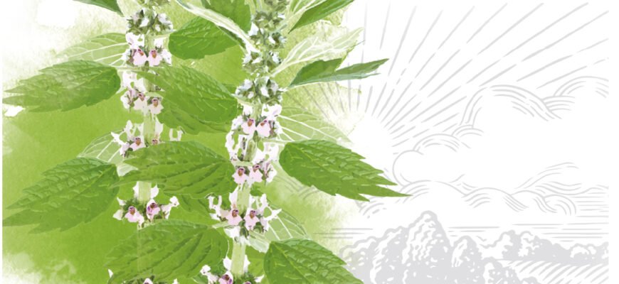 Настойка пустирника: користь та шкода для вашого здоров’я?