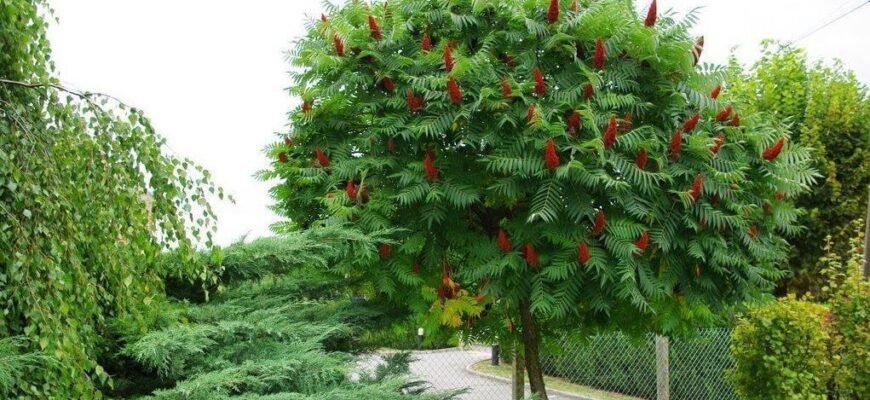 Уксусное дерево: польза и вред для здоровья и окружающей среды