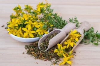 Що лікує чай з звіробою: переваги і користь для здоров’я