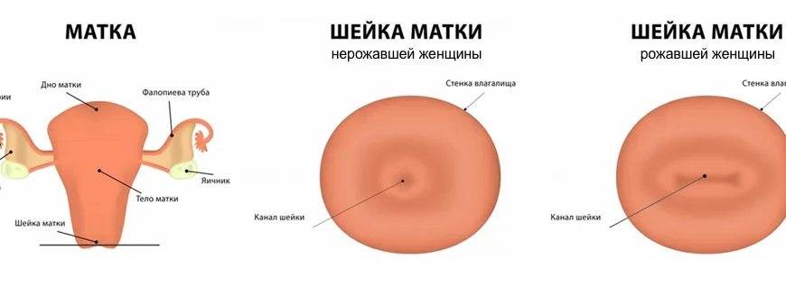 Дослідження шийки матки при вагітності на ранніх строках на дотик