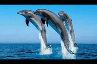 Як виглядає дельфін: детальний опис зовнішнього вигляду цих ссавців