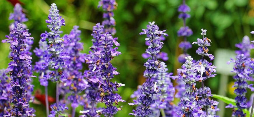 Шалфей: користь і шкода рослини для здоров’я та самопочуття