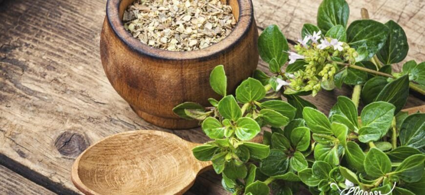 Що таке орегано: властивості, застосування та користь спеції Що таке орегано: властивості, застосування та користь спеції