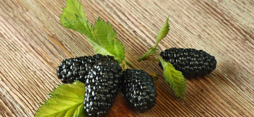 Які переваги шовковиці для жінок: користь та застосування?