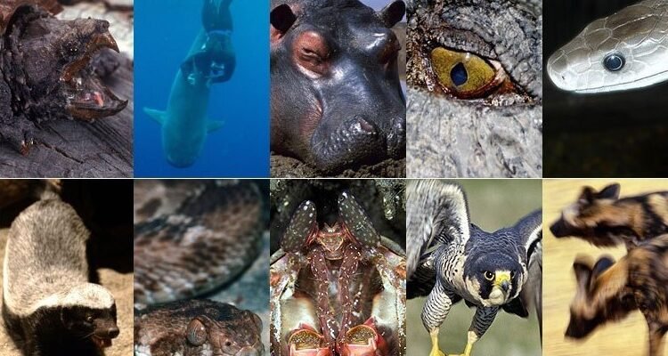 Що таке консументи: визначення та роль у екосистемі Що таке консументи: визначення та роль у екосистемі