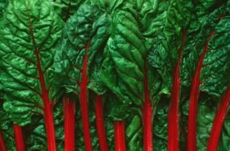 Кальвадос: Історія, виробництво та секрети яблучного напою