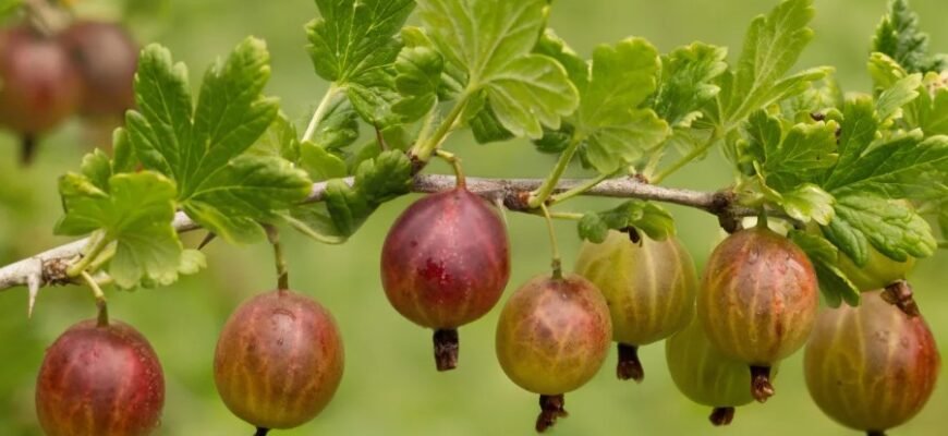 Що таке сувенір: його значення, історія та популярні види