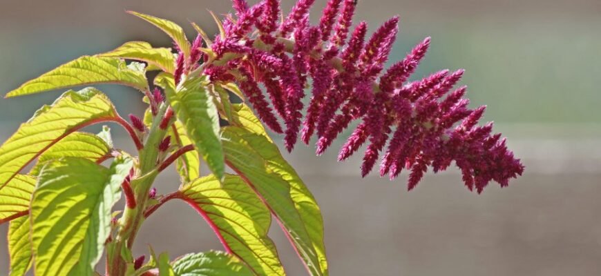 Що таке рататуй: історія, рецепти та секрети приготування страви