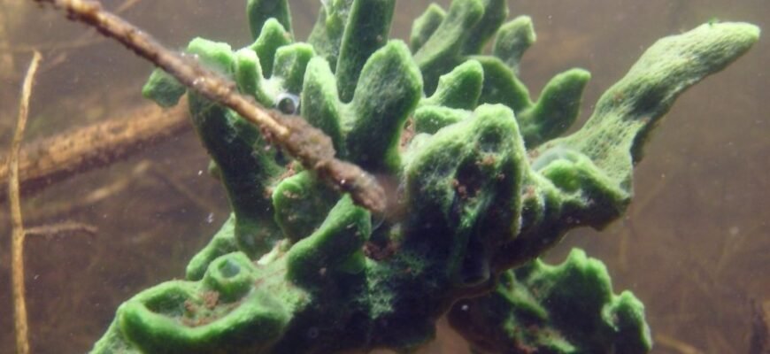 Топінамбур: користь, вирощування та застосування в українських умовах