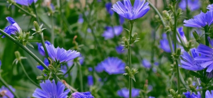 Що таке алітерація та асонанс: музика слів у поезії та прозі