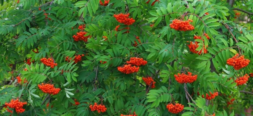 Алмази: Походження, Властивості та Застосування в Індрустрії Алмази: Походження, Властивості та Застосування в Індрустрії