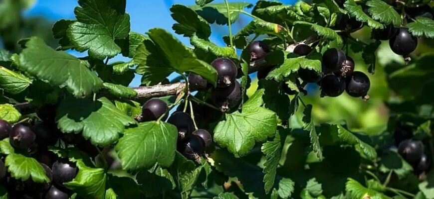 Селера: Властивості та Користь Суперфуда для Здоров’я та Енергії