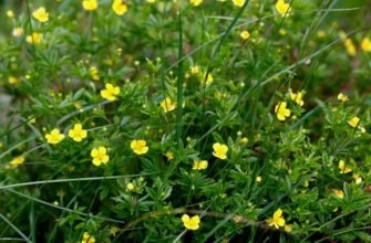 Ефективний пілінг: секрети здорової та сяючої шкіри від 79000