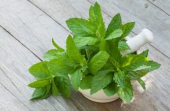 Що таке трускавки: все про користь та вирощування цієї ягоди Що таке трускавки: все про користь та вирощування цієї ягоди