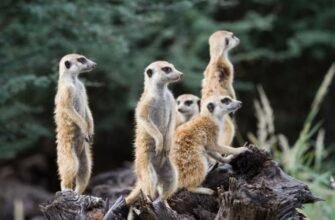 Поп-арт: яскравий світ сучасного мистецтва на 79000