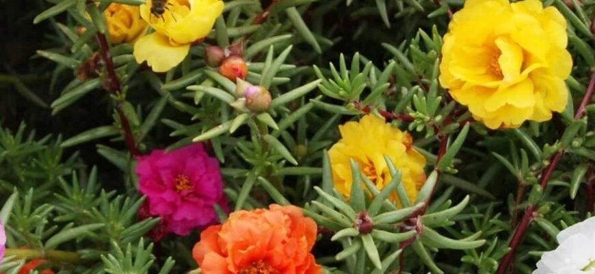 Що таке спіраль: розкриваємо поняття та значення для 79000