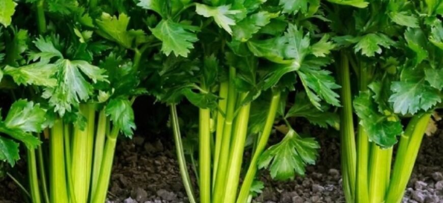 ГМО: їх вплив на наше життя та роль в сучасному сільському господарстві