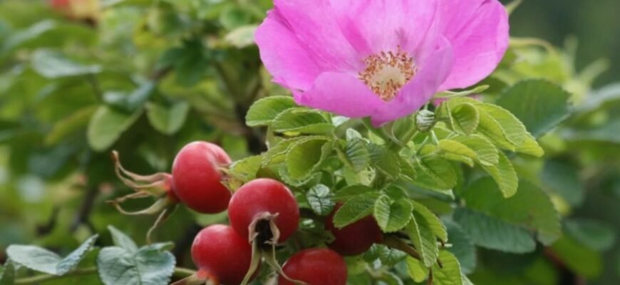 Апогей: Визначення та Значення в Астрономії | 79000