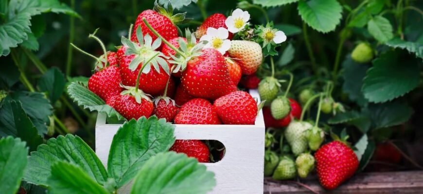 Дізнайтеся, що таке крилаті вислови та чому вони важливі для мови