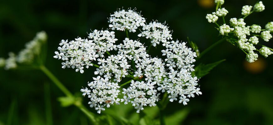 Чим корисна сныть: Здоров’я та лікувальні властивості рослини