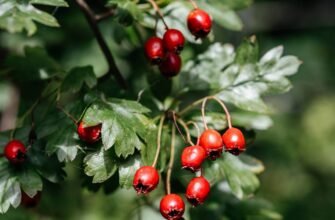 Чим корисний боярышник? Відкрийте для себе користь боярышника!