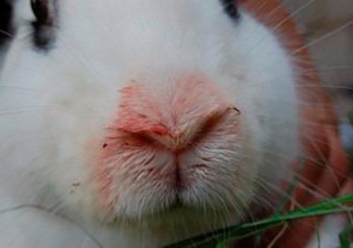 Геморагічна хвороба кролів: основні симптоми та діагностика хвороби