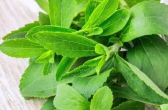 Що таке стевія: природний замінник цукру чи диво рослина?