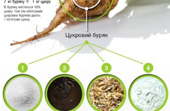 Як виробляють цукор: основні етапи та технології виробництва