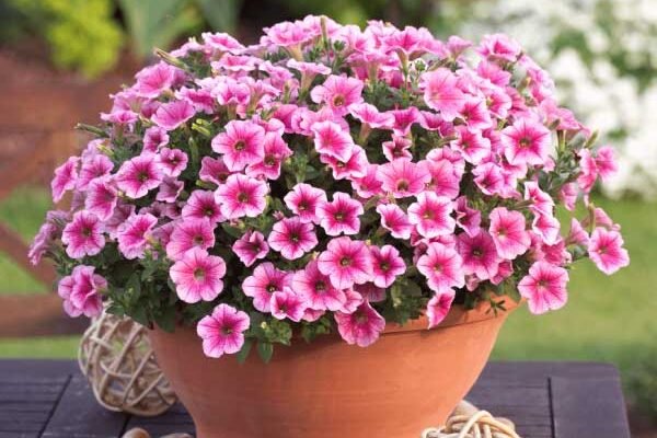 Чим відрізняються сурфінія і петунія: розуміємо різницю між квітами