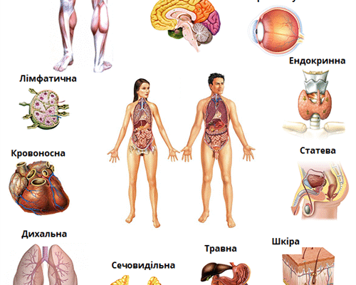 Що таке система органів людини: визначення та основні функції