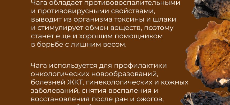 Чага користь: які переваги та як правильно вживати для здоров’я?