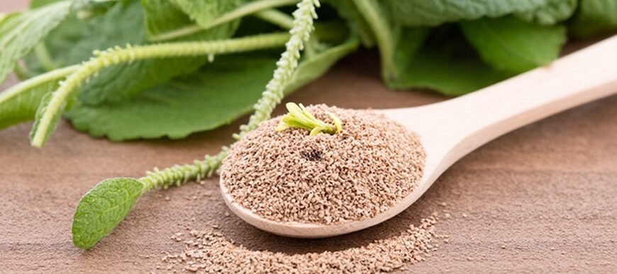 Семена подорожника: користь і шкода для вашого здоров’я?