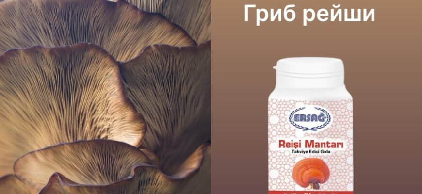 Гриб рейши користь: які переваги для здоров’я?