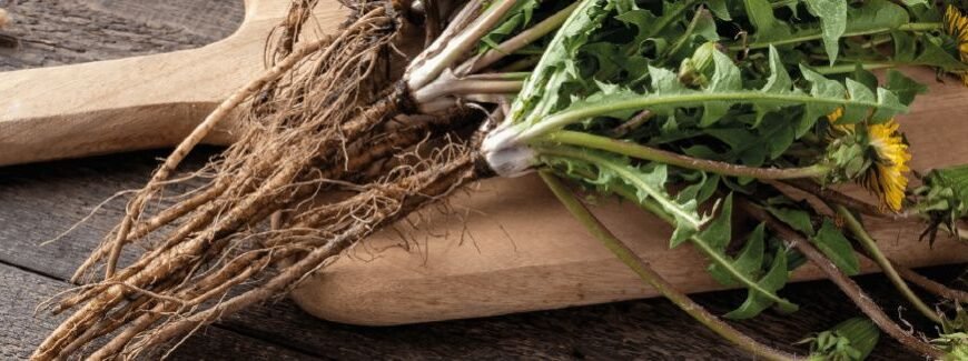 Користь кореня одуванчика: які переваги для вашого здоров’я?