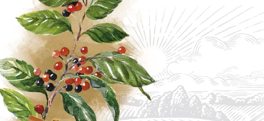 Чи справді кора крушини корисна: Користь та шкода для здоров’я?