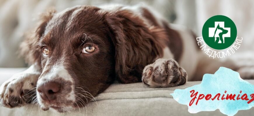 Сечокам’яна хвороба у собак: причини, симптоми та лікування