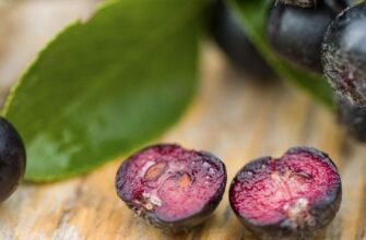 Черноплідна рябина: користь та шкода для здоров’я – що важливо знати?