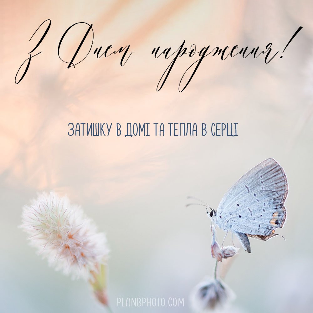 Метелик і піца