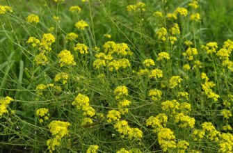 Що таке желтушник: користь і шкода цієї рослини для здоров’я?