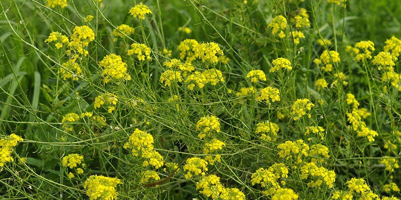 Що таке желтушник: користь і шкода цієї рослини для здоров’я?